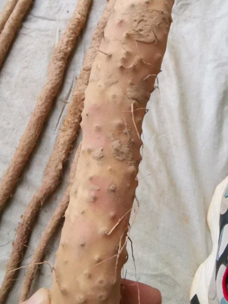 临漳正宗铁棍山药红皮铁棍山药产地直发