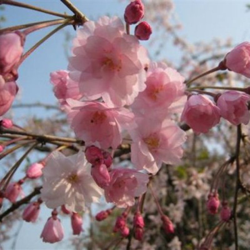 大叶早樱