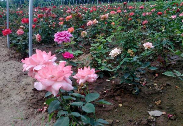 小雏菊与大雏菊对比图