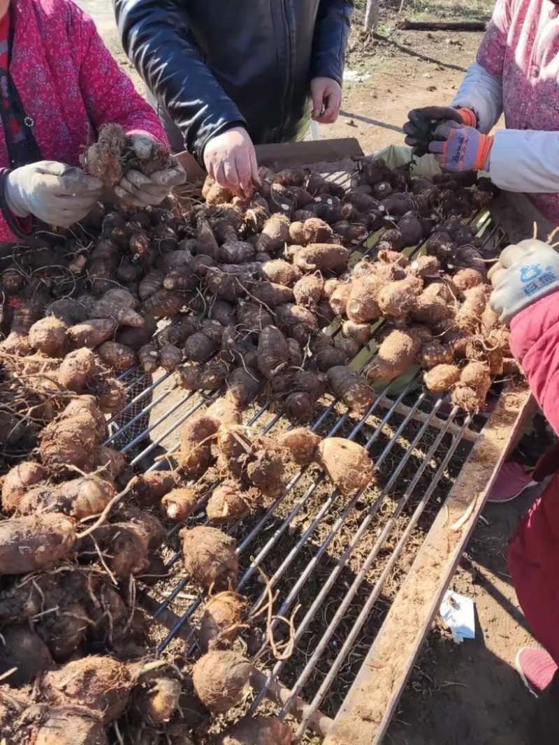 【芋头】山东牛奶芋头产地直发供应市场电商商超
