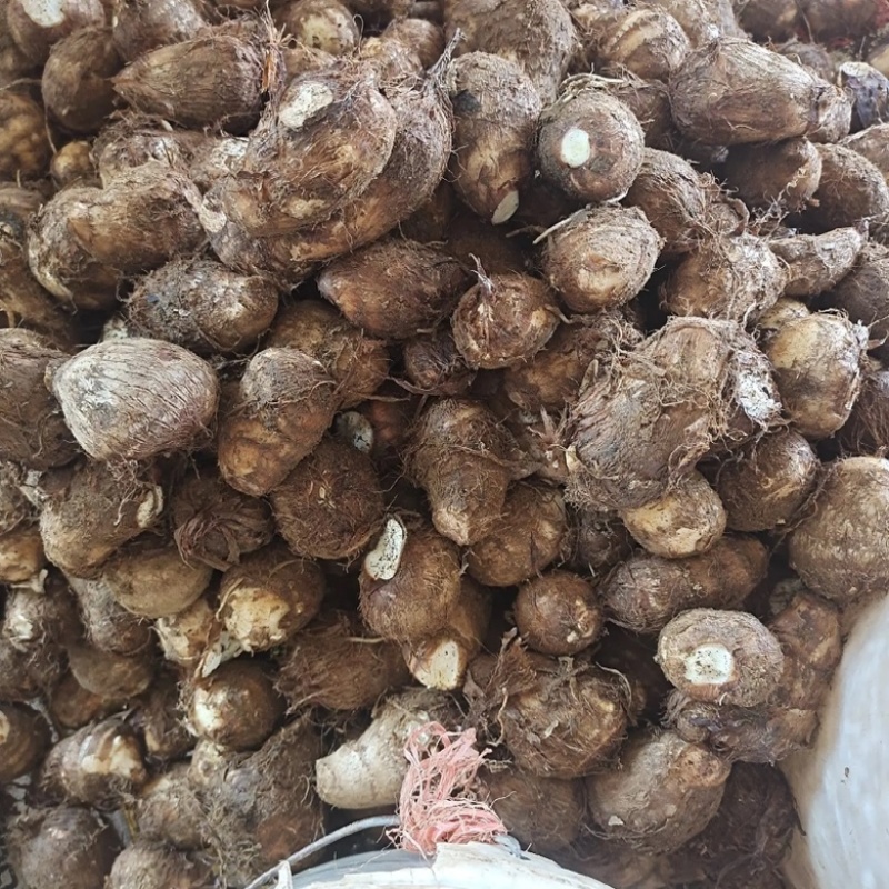 芋头种/高产芋头种/8520/豆包/包技术/包回收/