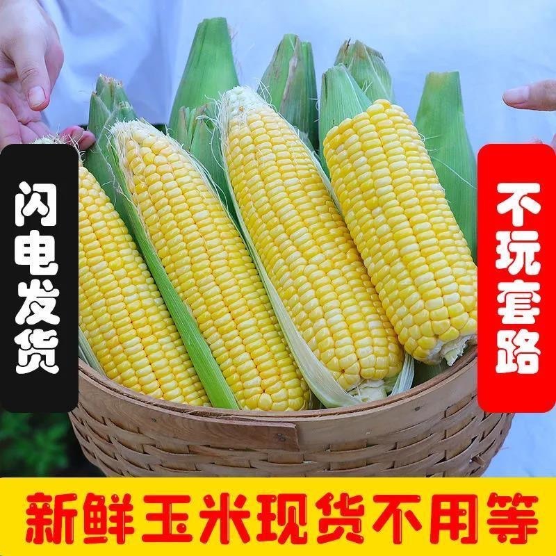 【水果玉米】鲜玉米广东徐闻货源充足电商超市社团供货电联