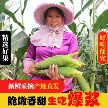 精品优质水果玉米专业供应各种电商社区团购超市现摘现发