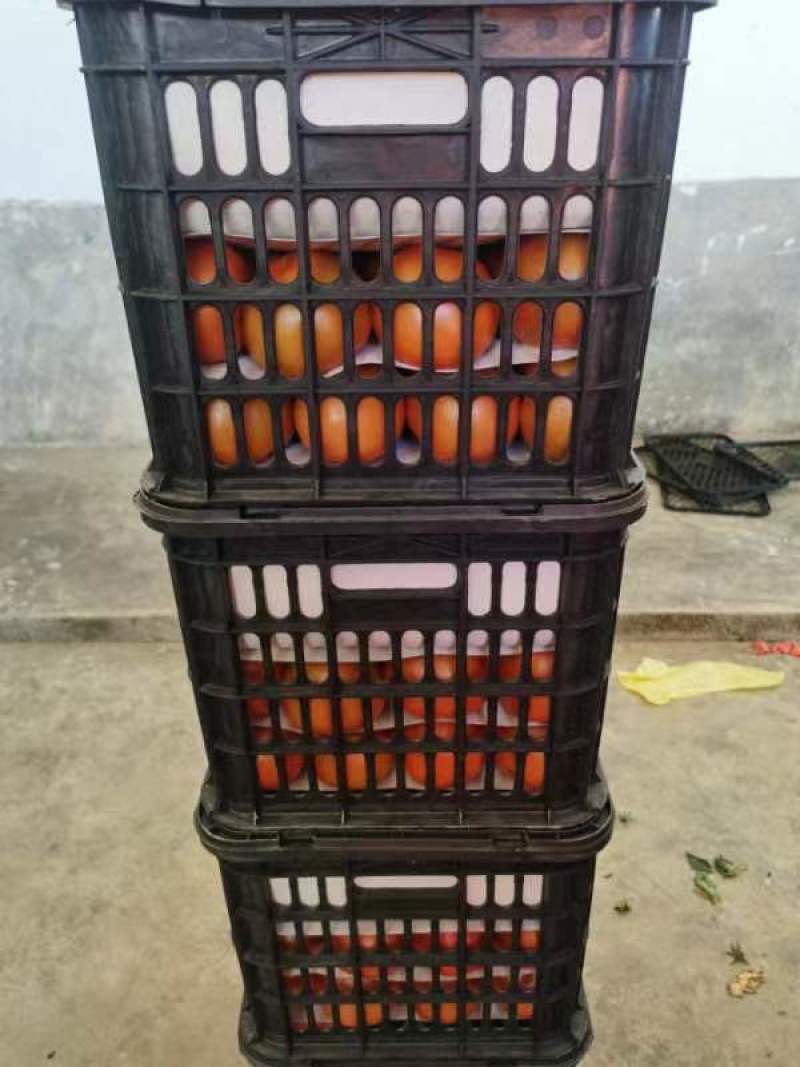 露天西红柿承接线上线下市场批发商超配送一件代发等等