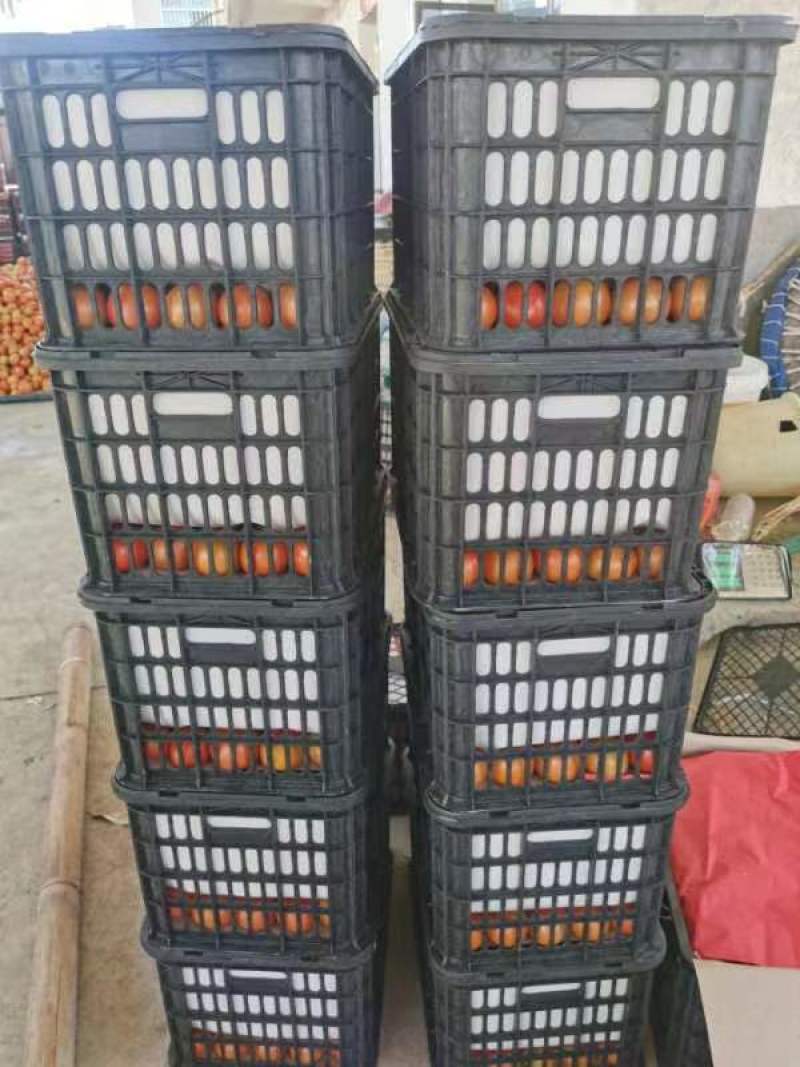露天西红柿承接线上线下市场批发商超配送一件代发等等