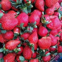 草莓降价四川攀枝花冬草莓大量上市黔莓一香甜可口