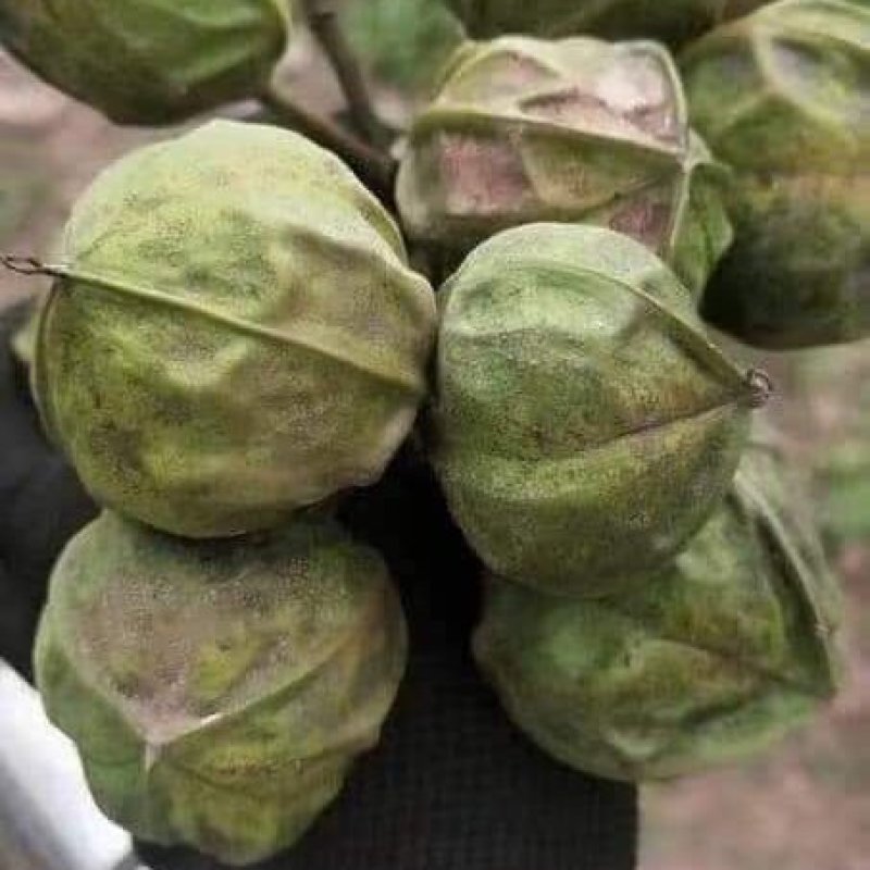 进口桐油果