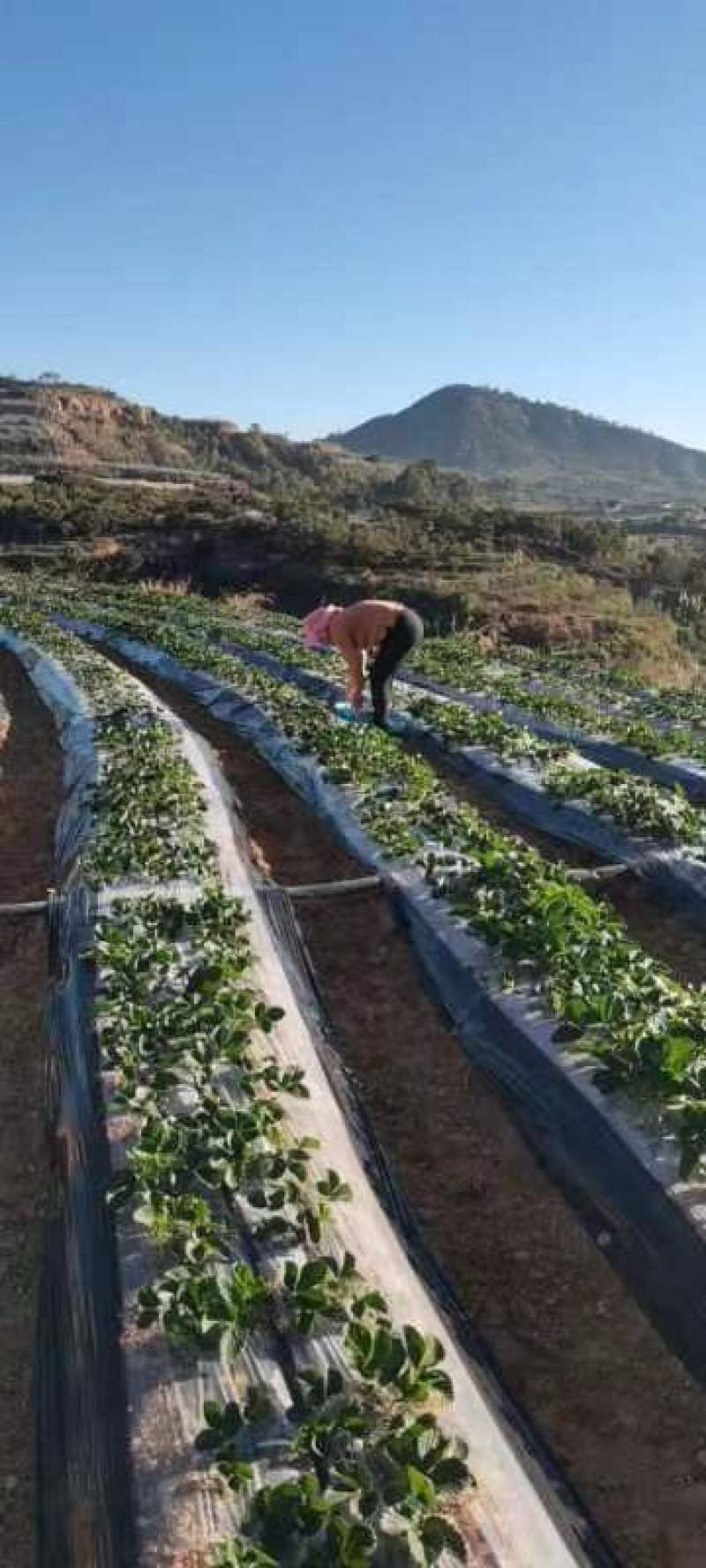 草莓降价四川攀枝花冬草莓大量上市黔莓一香甜可口