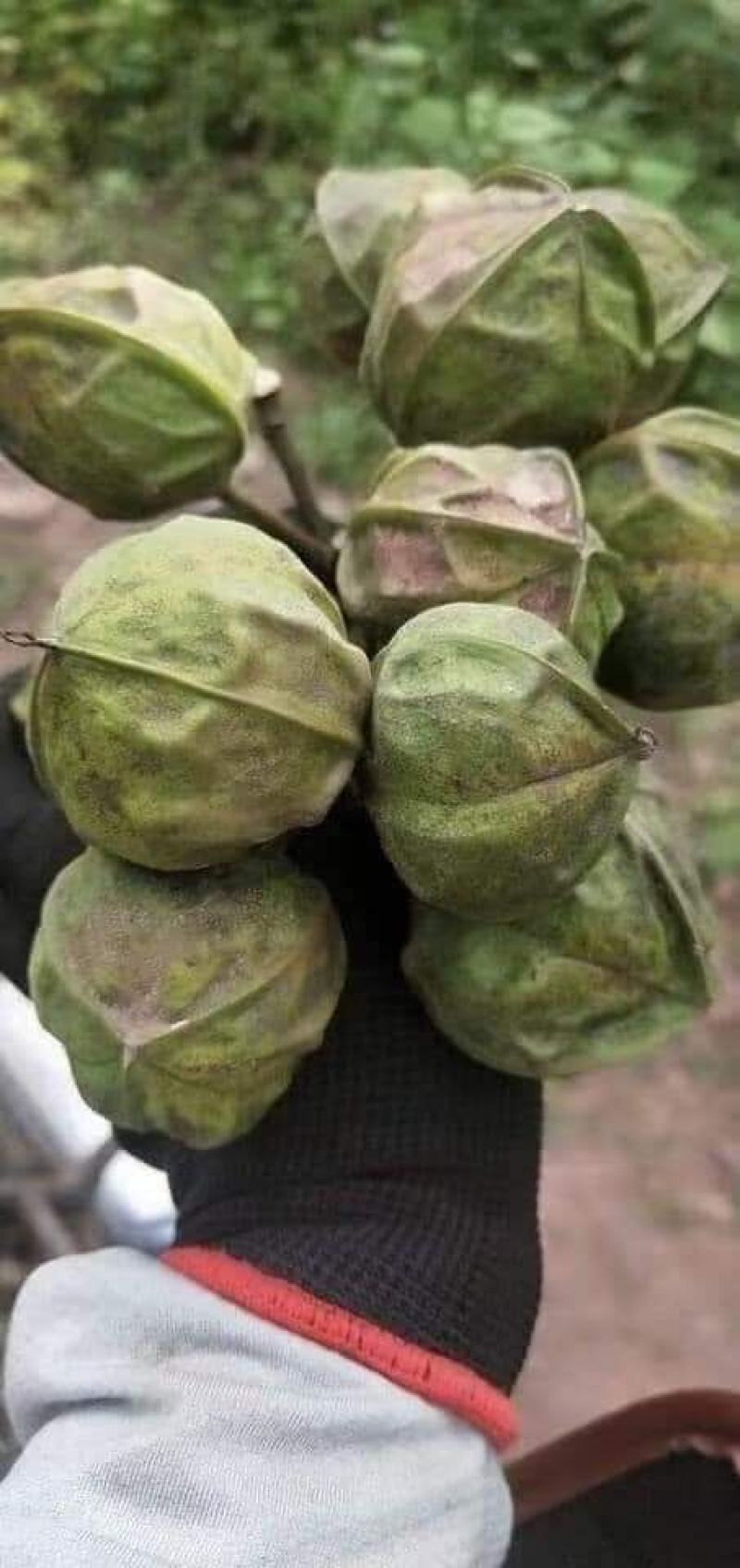 进口桐油果