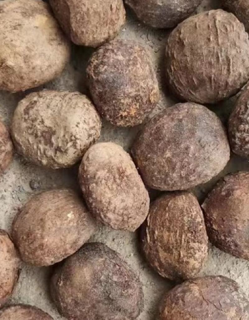 进口桐油果