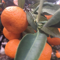 东方红蜜橘产地直发品质保证欢迎咨询合作