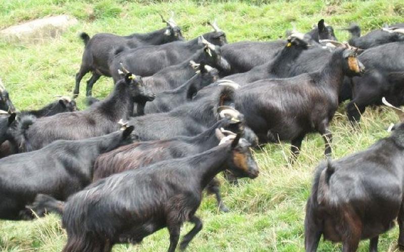 贵州黑黄山羊，烤全羊，养殖基地直发，一手货源，大量有货