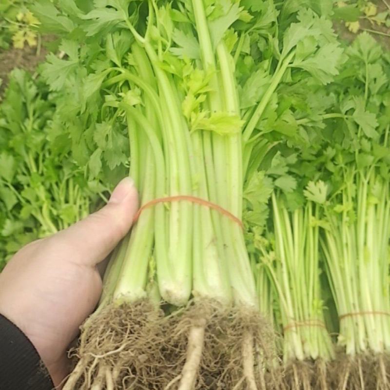 大棚芹菜营养健康品质保证量大从优诚信经营