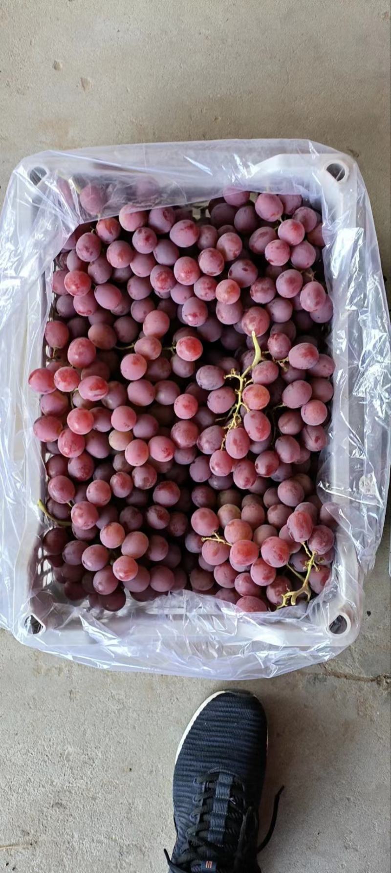 红提葡萄大量上市，货源充足，品质好，味甜多汁