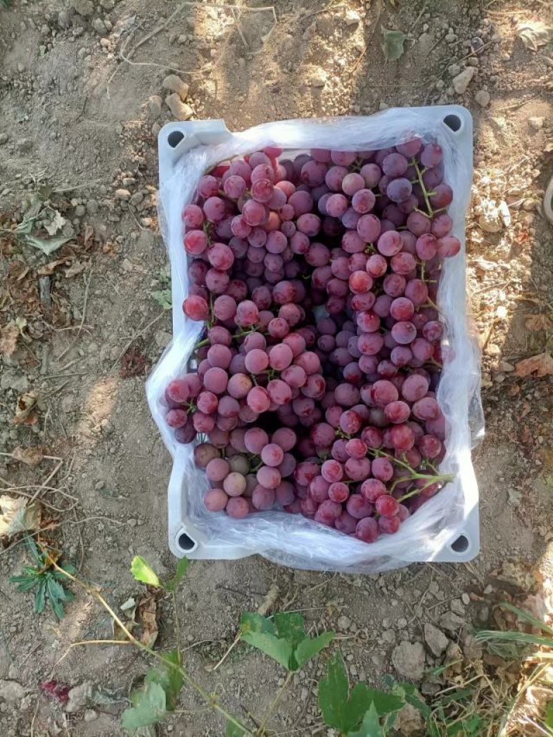 红提葡萄大量上市，货源充足，品质好，味甜多汁