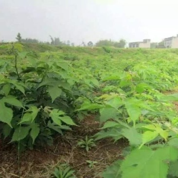 苟树苗