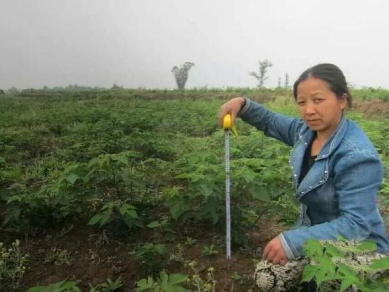 苟树苗