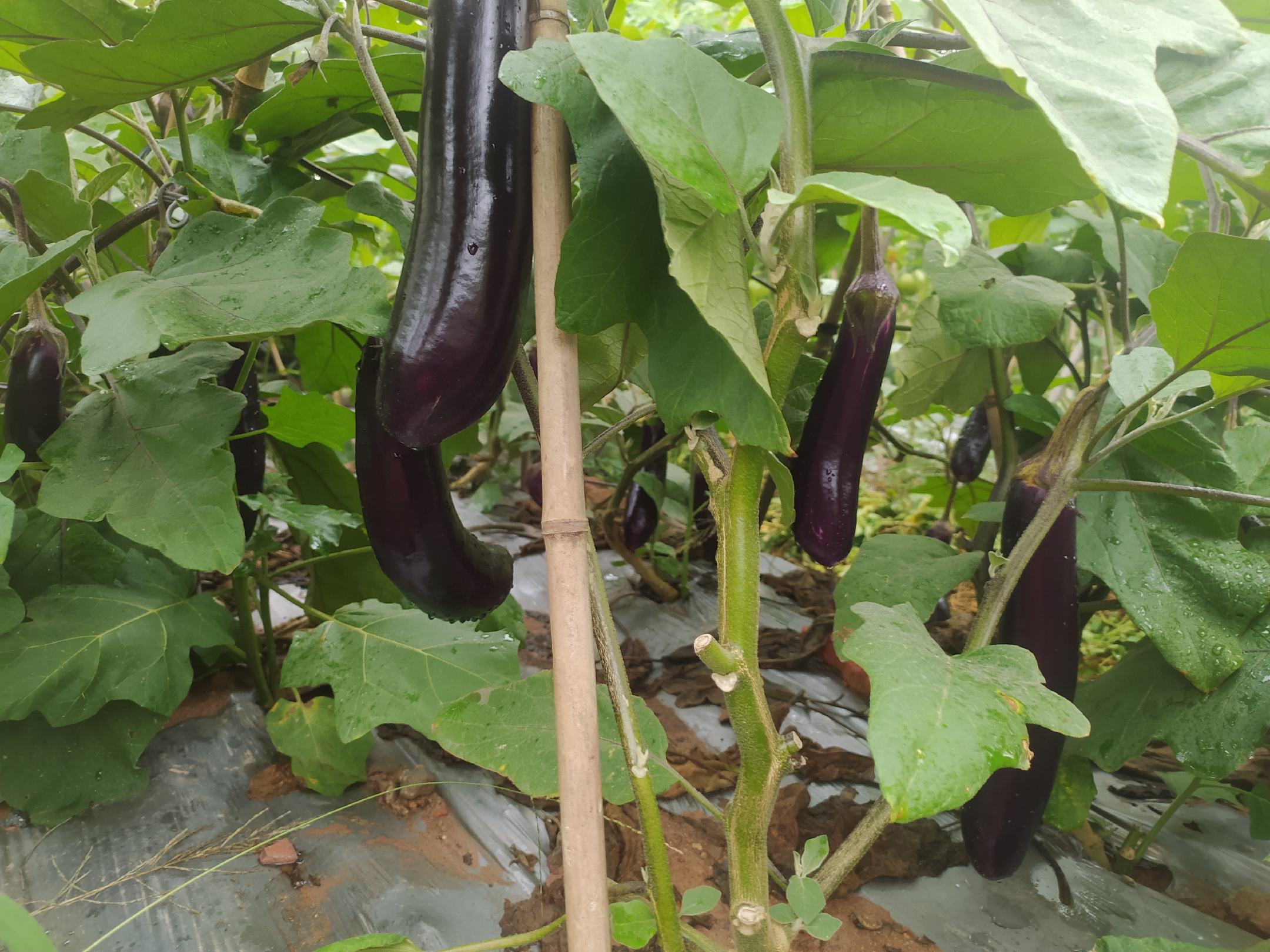 厨房中用蒸汽蒸熟茄子的画面,展现健康烹饪方式 厨房中正在蒸茄子的过程