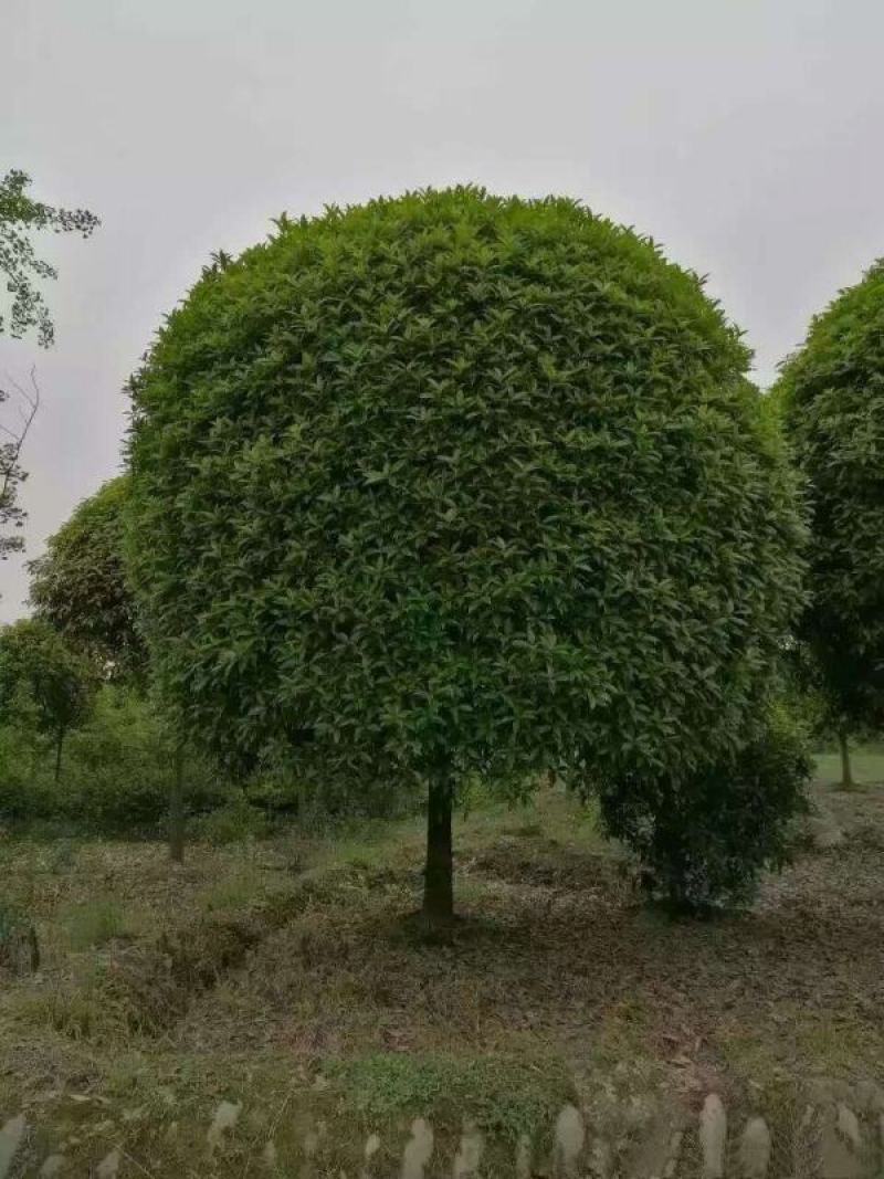 桂花树