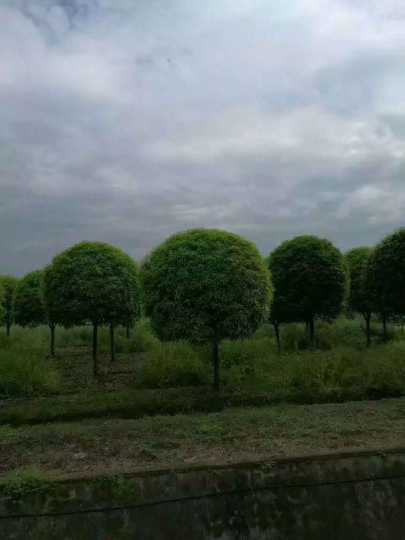 桂花树