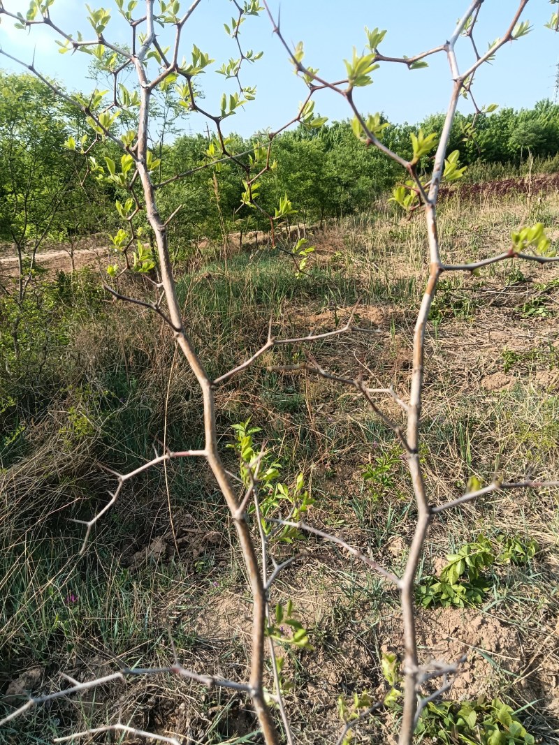 【技术指导】酸枣苗，山枣苗药用酸枣苗，双仁酸枣苗基地直供