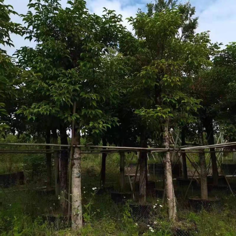 大量现货秋枫15至20出售有须要的老板联系我价格优惠