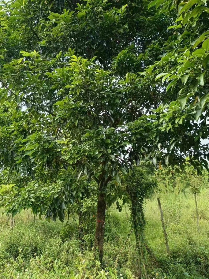 大量现货秋枫15至20出售有须要的老板联系我价格优惠