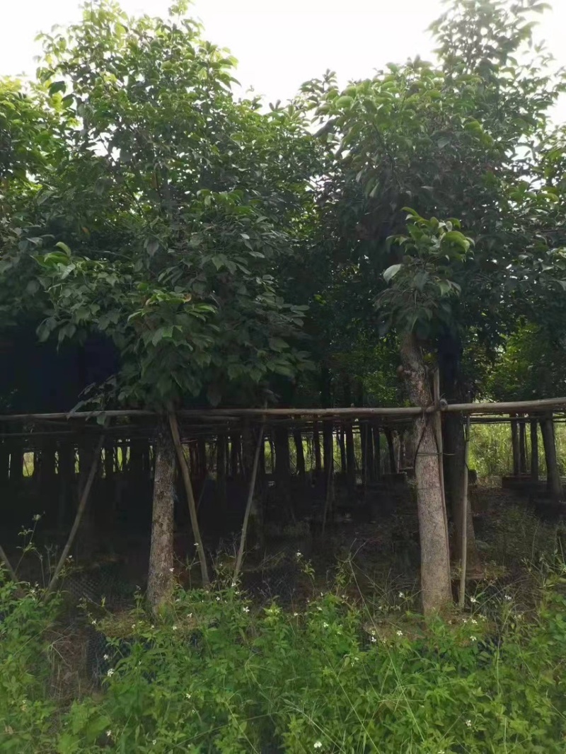 大量现货秋枫15至20出售有须要的老板联系我价格优惠