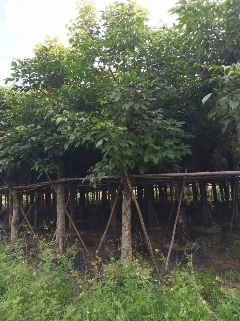 大量现货秋枫15至20出售有须要的老板联系我价格优惠