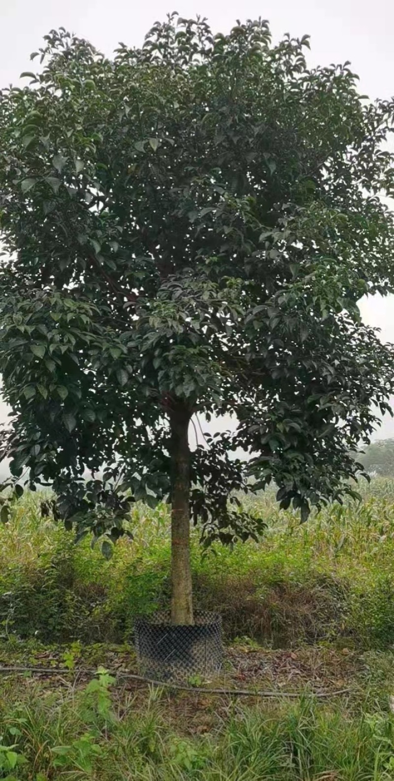大量现货秋枫15至20出售有须要的老板联系我价格优惠