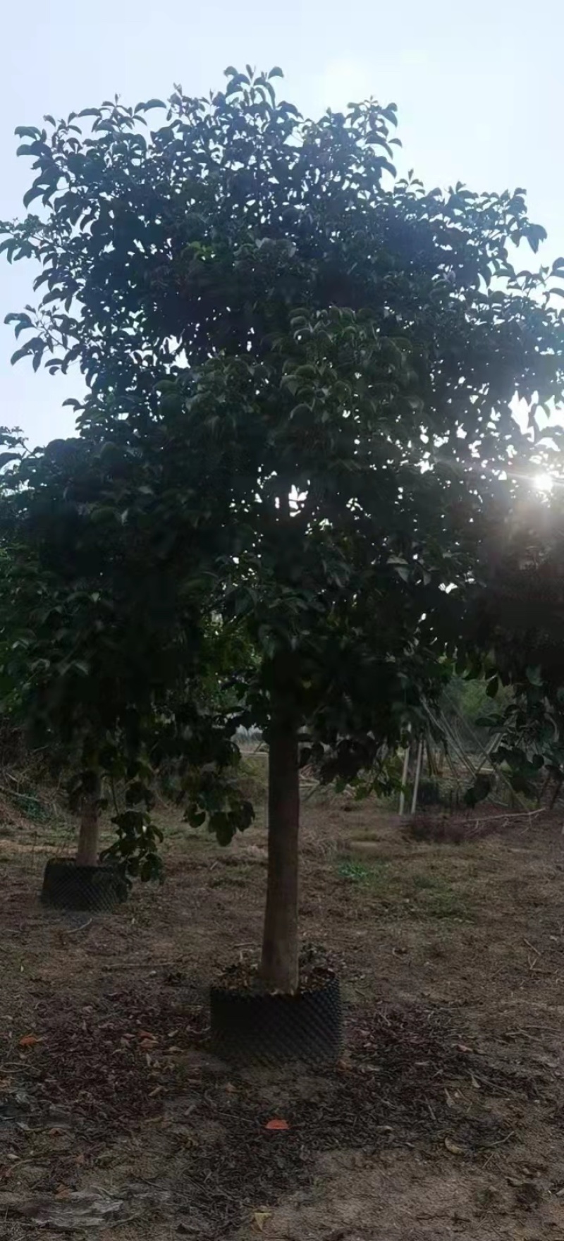 大量现货秋枫15至20出售有须要的老板联系我价格优惠