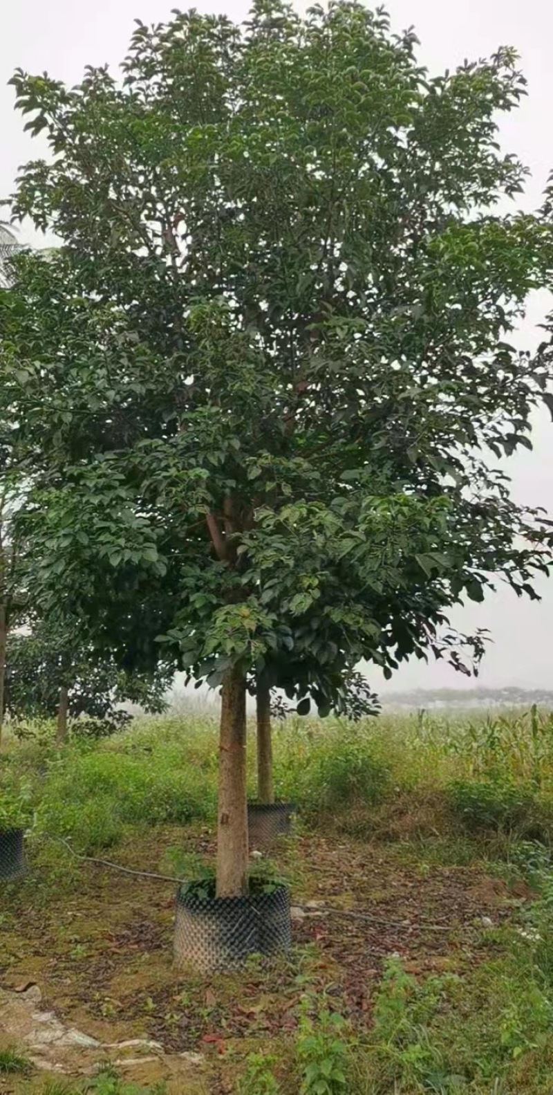 大量现货秋枫15至20出售有须要的老板联系我价格优惠