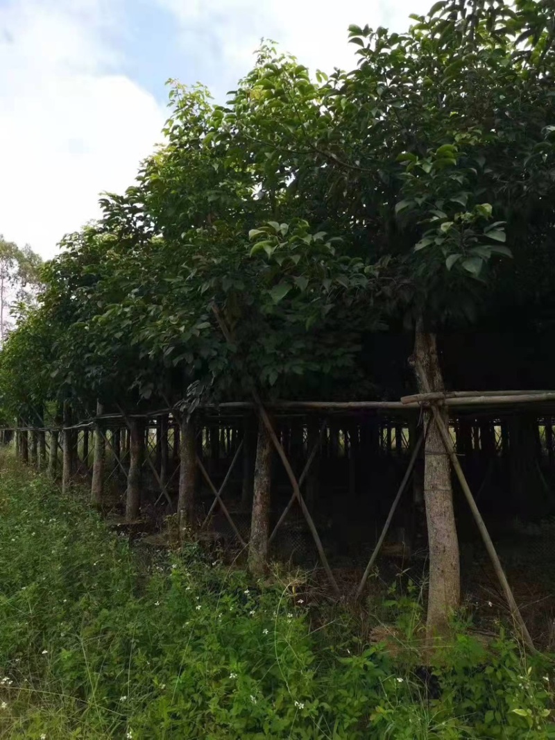 大量现货秋枫15至20出售有须要的老板联系我价格优惠