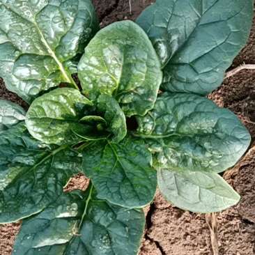 自家种植趴地菠菜，量大从优