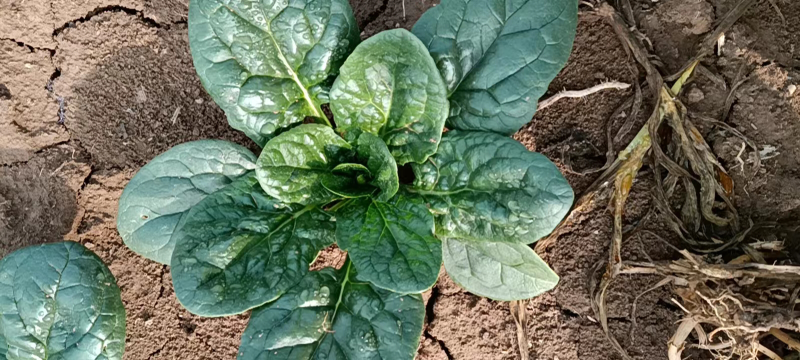 自家种植趴地菠菜，量大从优