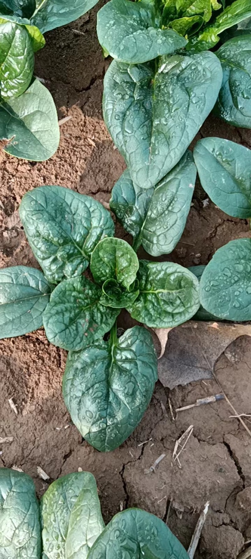 自家种植趴地菠菜，量大从优