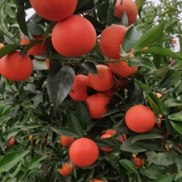 东方红蜜桔