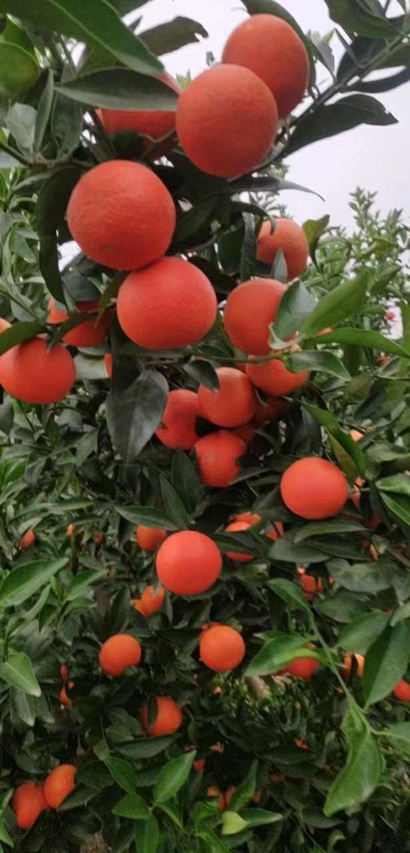 东方红蜜桔