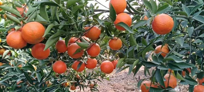 东方红蜜桔