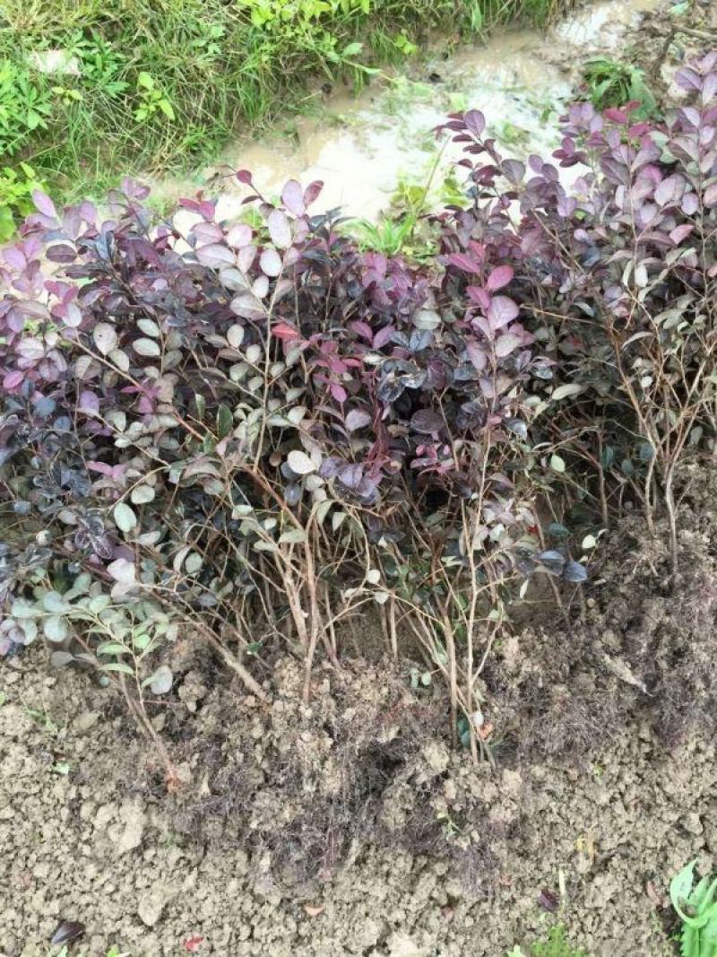 红花继木