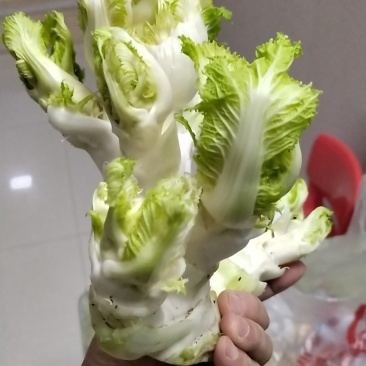 儿菜