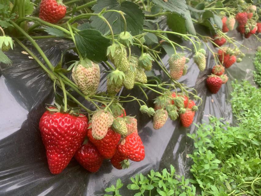 新鲜草莓切开后露出红色果肉