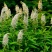 狼尾花种苗中草药植物野生珍珠菜虎尾草苗南北方盆栽地栽种植