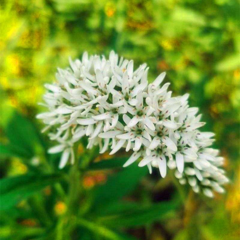 狼尾花种苗中草药植物野生珍珠菜虎尾草苗南北方盆栽地栽种植