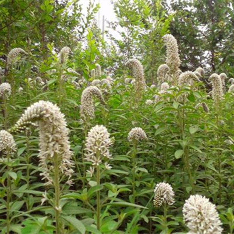 狼尾花种苗中草药植物野生珍珠菜虎尾草苗南北方盆栽地栽种植