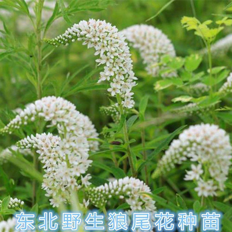 狼尾花种苗中草药植物野生珍珠菜虎尾草苗南北方盆栽地栽种植