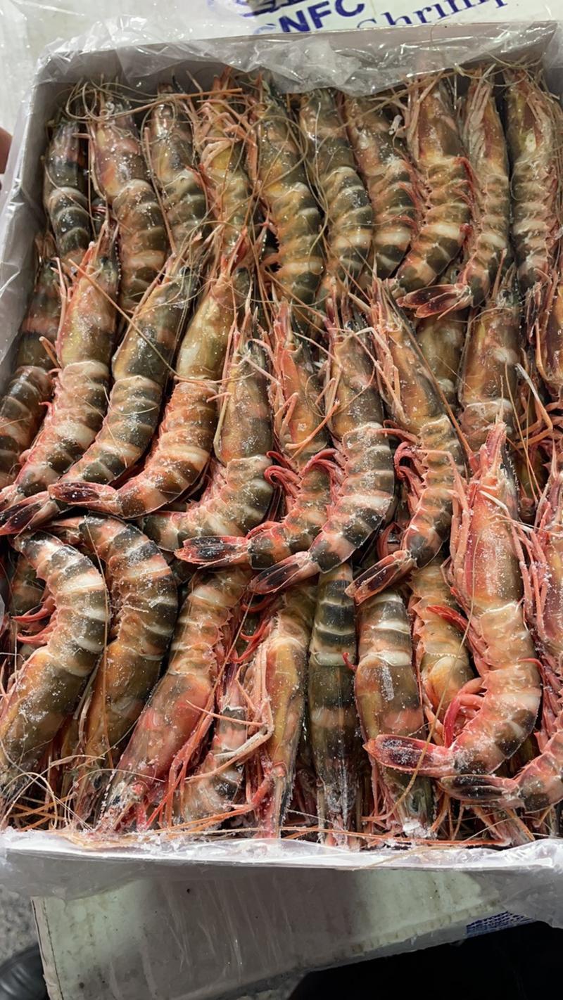 猫虎虾海洋虾黑虎虾江苏海鲜水产批发猫虎虾