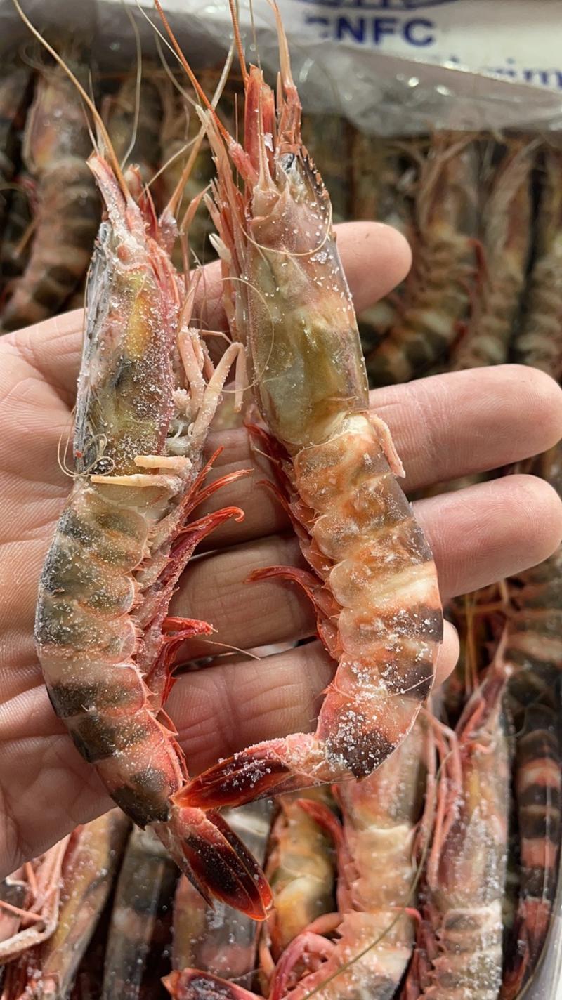 猫虎虾海洋虾黑虎虾江苏海鲜水产批发猫虎虾