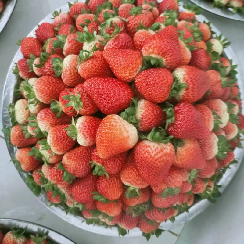西昌基地草莓草莓
