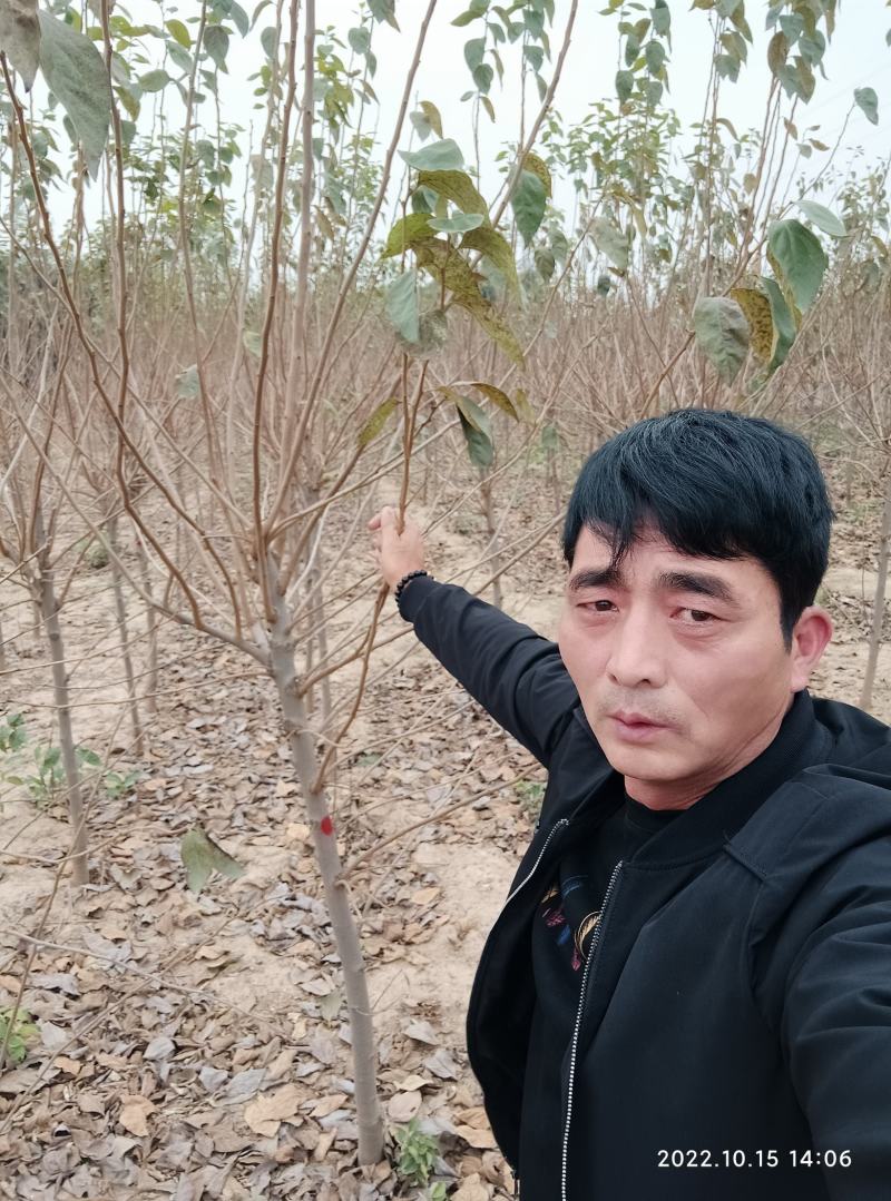 柿树，杨峰，新东阳，八月黄，火罐，品种多，规格全